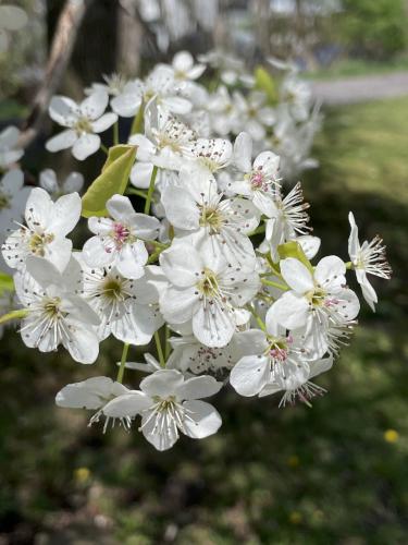 flower in April at Auburn NY