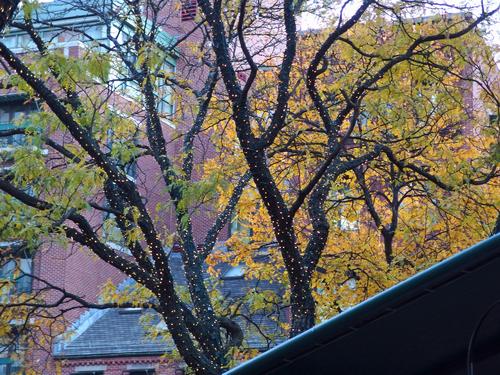 Quincy Market in Boston at dusk with tree lights, tall buildings and fading fall color