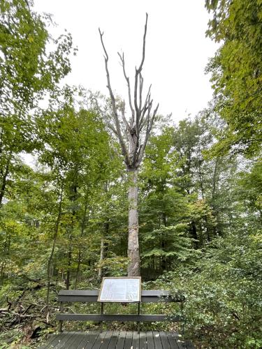 Champion Beech in September 2021 at Reinstein Woods near Buffalo, NY