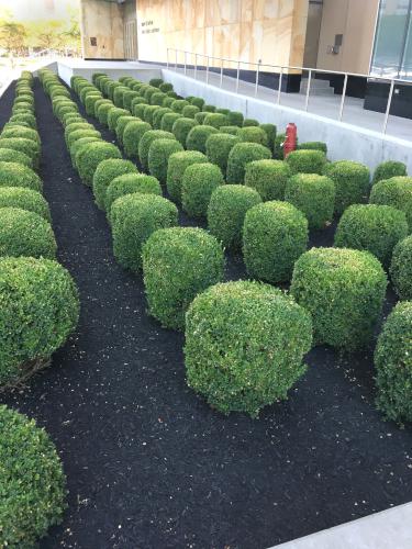 shrubs in front of the U.S. Courthouse at Buffalo, NY