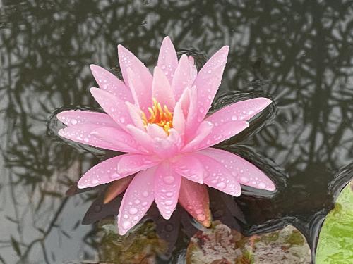 lily on Lily Pond in September at Reinstein Woods near Buffalo, NY