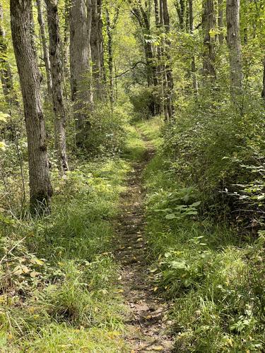 trail in September at Zoar Valley near Buffalo, NY