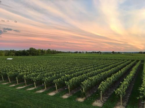 vineyard in Buffalo, NY