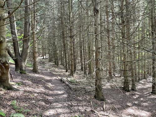 trail in September at Zoar Valley near Buffalo, NY