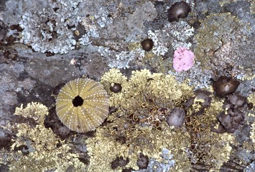 sea urchin near Beal Island in Maine in August 1986