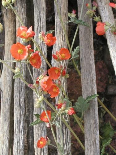 desert flowers in April beside the Verde River in Arizona