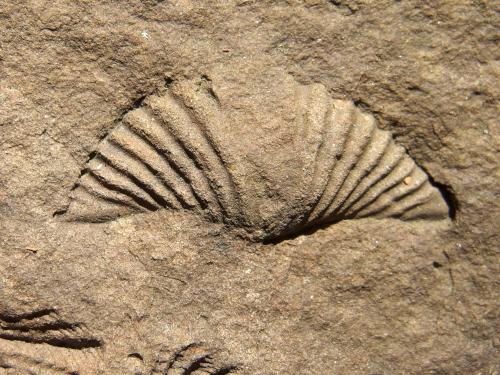 fossil in a shale rock at Tanglewood Nature Center near Elmira, New York