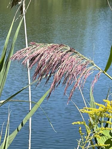 grass in August at DeWitt Conservation Area in western New York