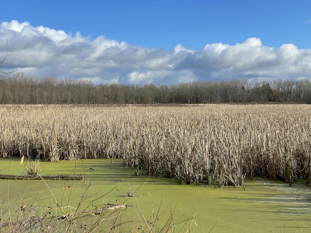 meadow in November at Iroquois National Wildlife Refuge in western New York