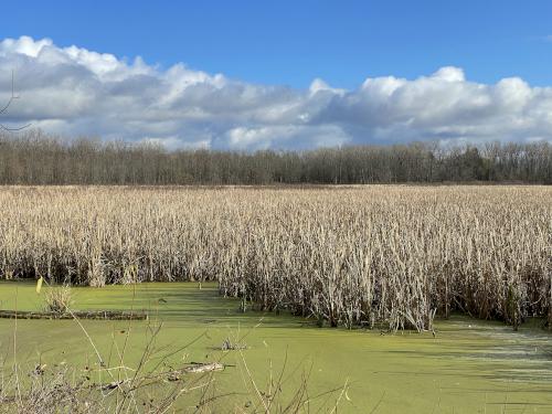 meadow in November at Iroquois National Wildlife Refuge in western New York