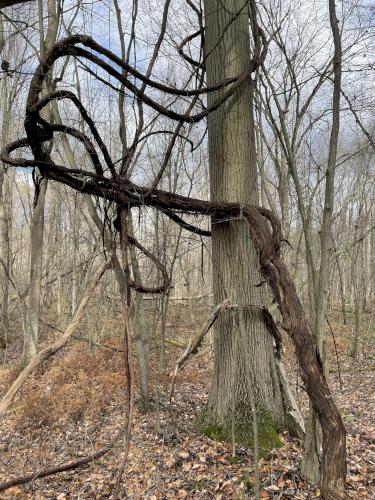 vine in November at Iroquois National Wildlife Refuge in western New York