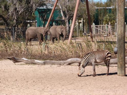 African safari area at Tampa's Lowry Zoo in Florida