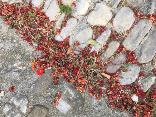 spent flowers on a paved street at Vaison la Romaine in France