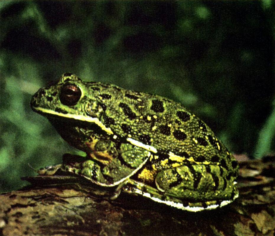 barking tree frog photo