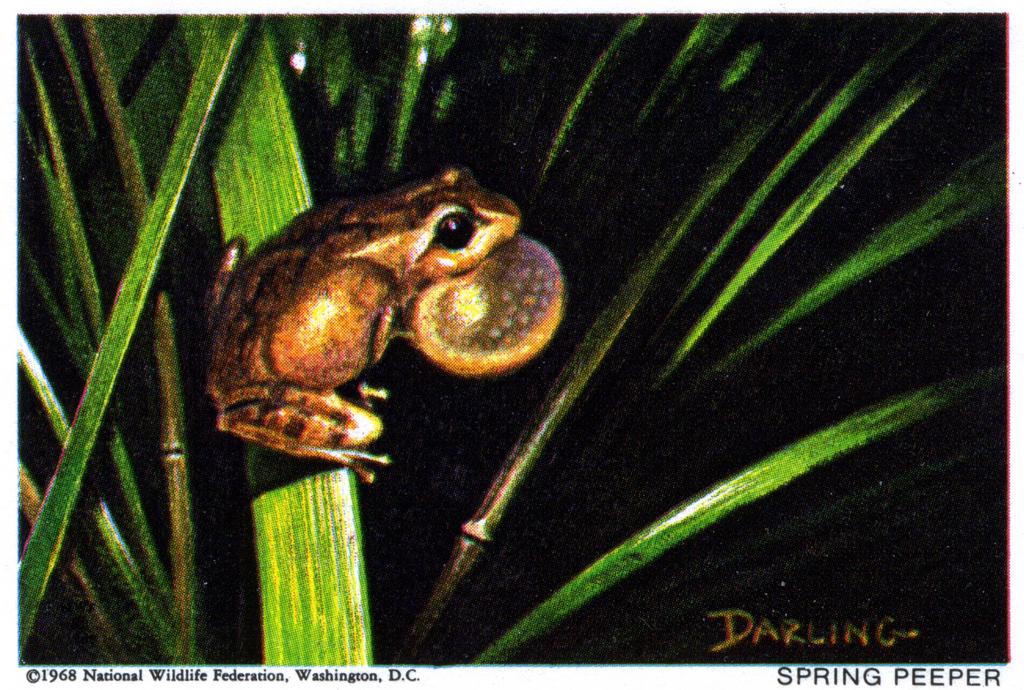 1968 Spring Peeper Stamp