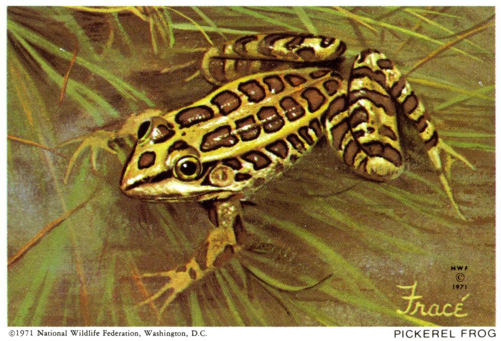 1971 Pickerel Frog Stamp