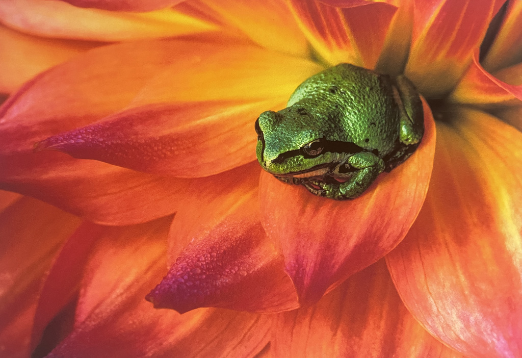 Pacific Chorus Frog