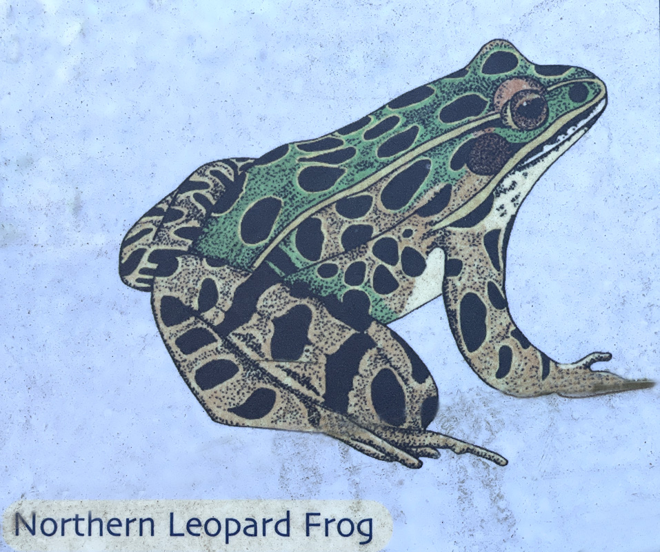 leopard frog