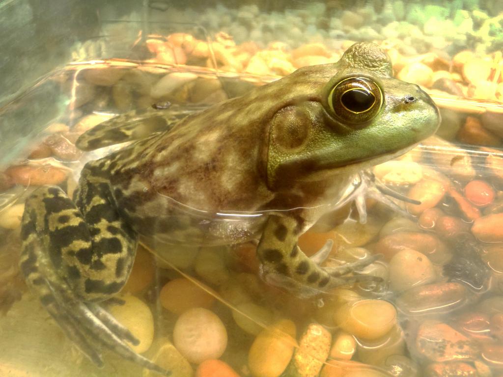 Bullfrog