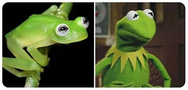 Kermit-the-Frog look-alike