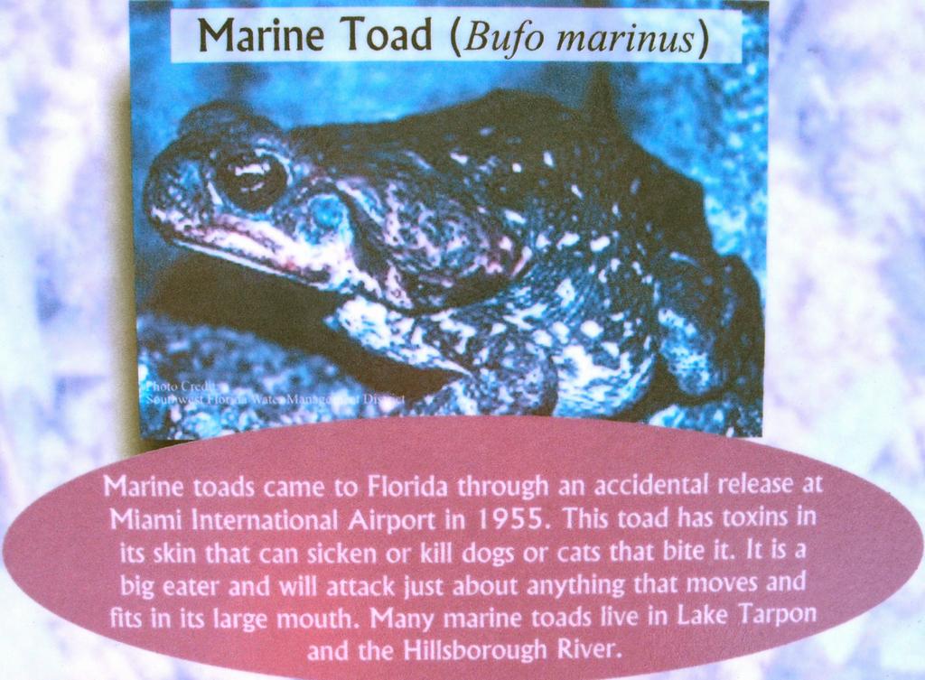 Marine Toad