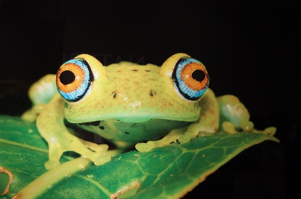 frog photo