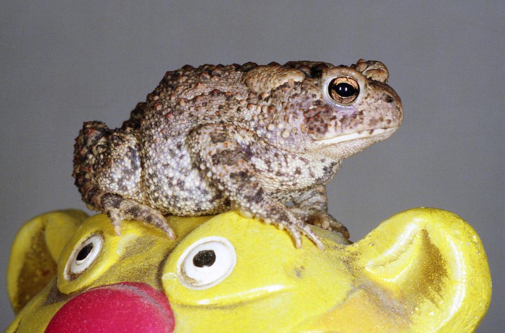 toad on a toy tiger