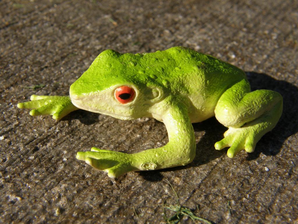 frog on the patio