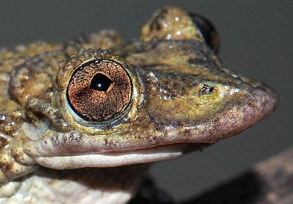 venomous frog