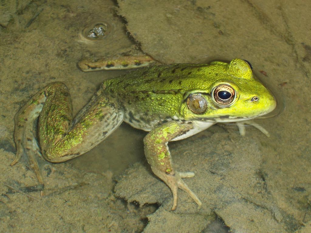 Green Frog