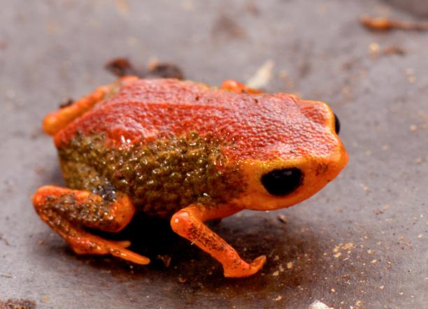 pumpkin toadlet