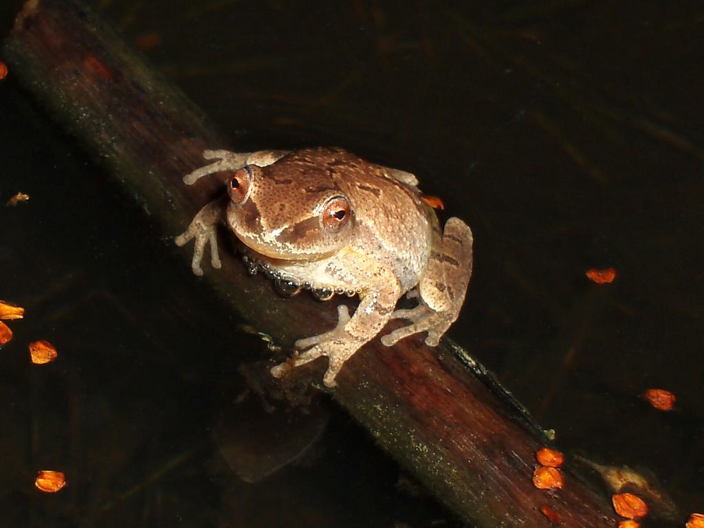 Spring Peeper