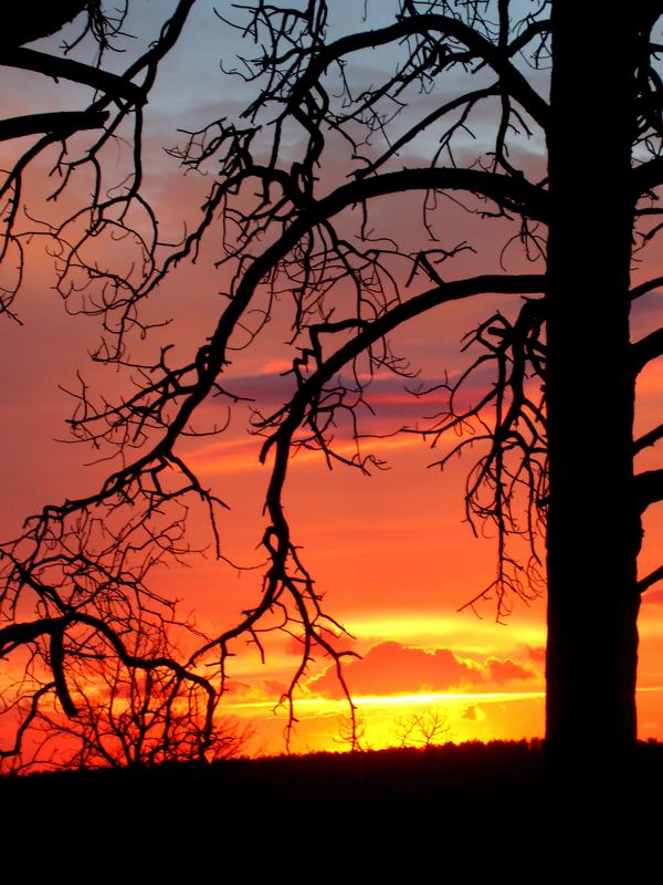 sunrise in the Kaibab Forest near the Grand Canyon