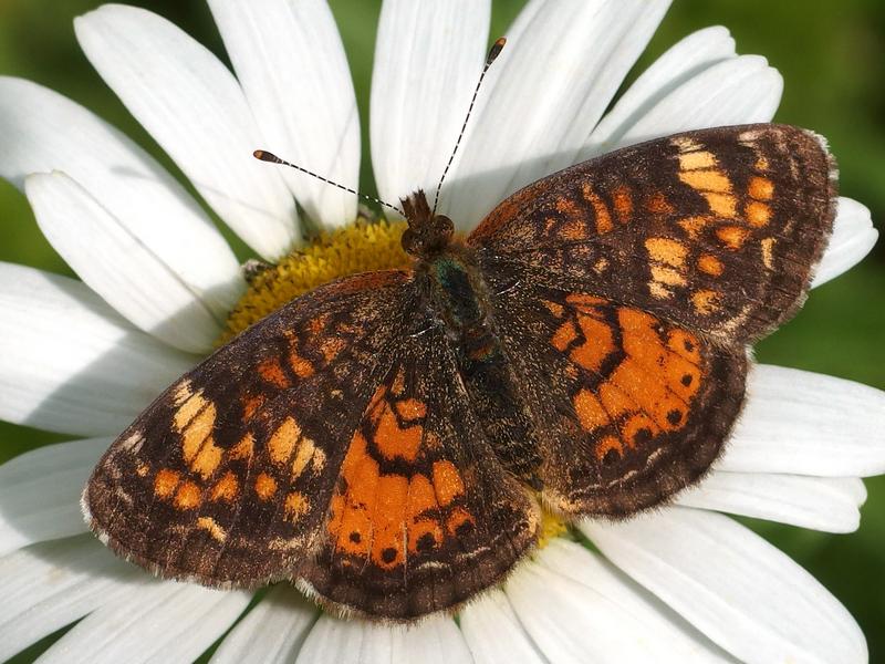 Pearl Crescent Butterfly