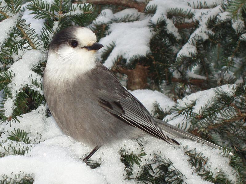 Gray Jay