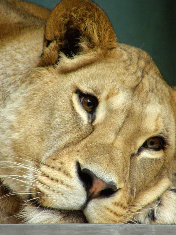 lioness portrait