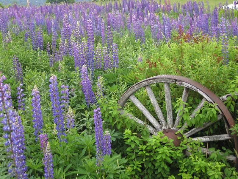 Lupine Festival, Franconia, New Hampshire