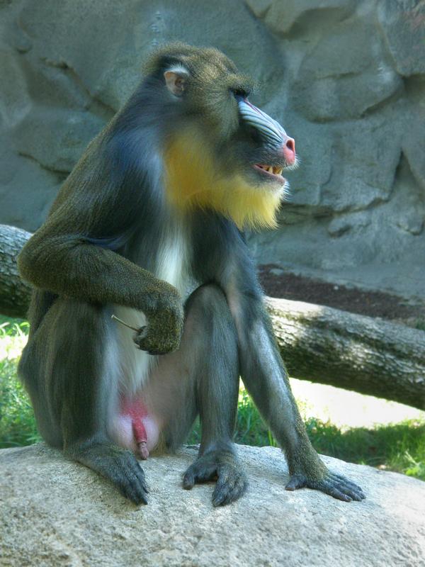 Mandrill Baboon