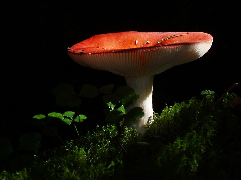 forest mushroom