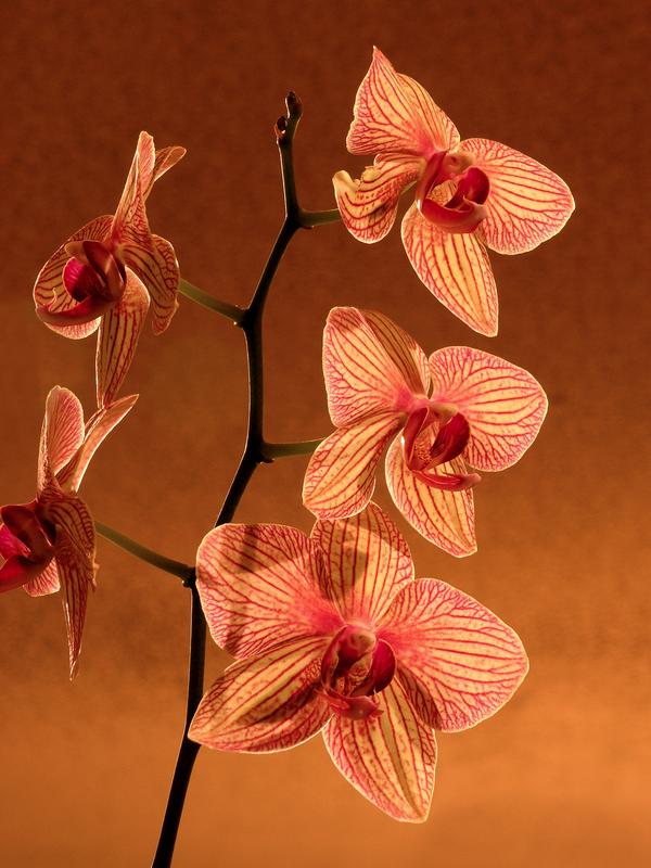 orchid