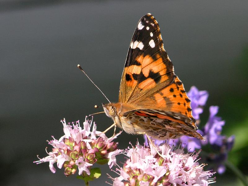 Painted Lady butterfly