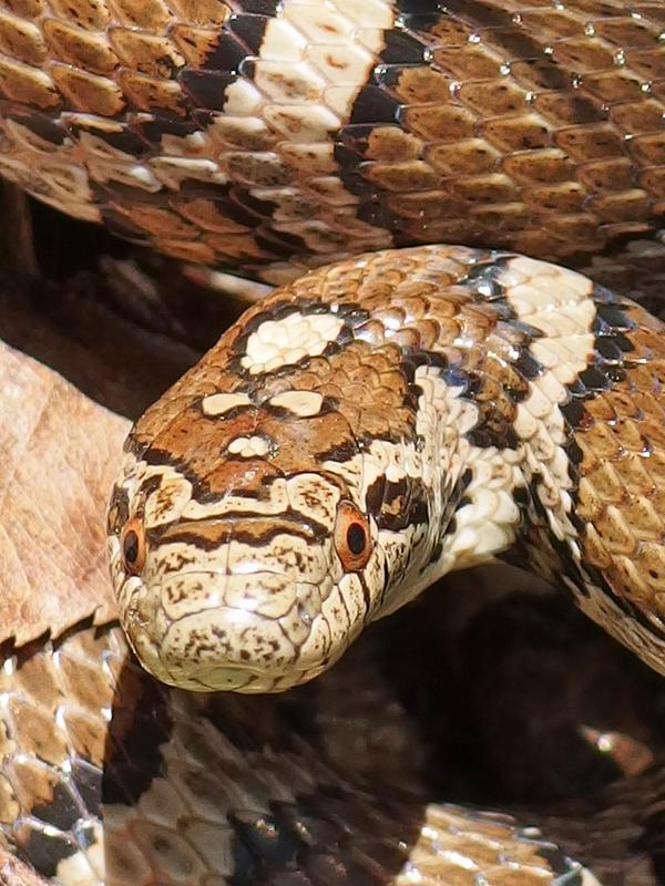 Milk Snake