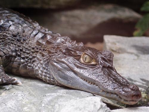 alligator in East Germany