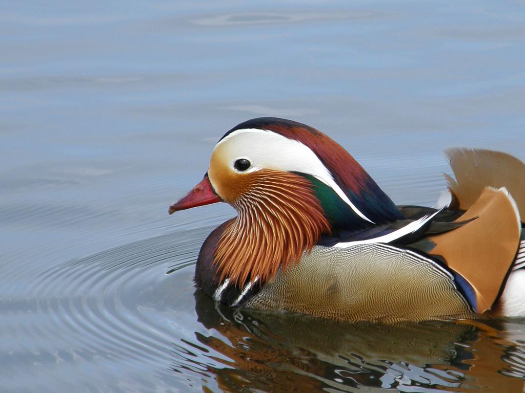 Mandarin Duck at Charlottenburg Palace in Germany