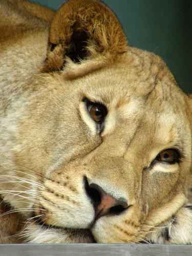 lioness settling in for a snooze on a cantilevered bench at the Berlin Zoo in Germany