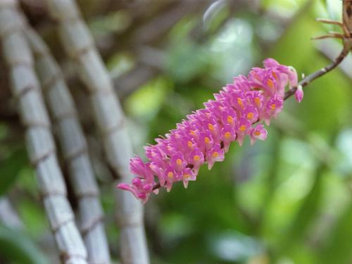 orchid on display at Foster Botanic Garden at Oahu in Hawaii