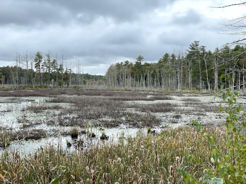 marsh view in October at Abe Emerson Marsh near Candia in southern NH