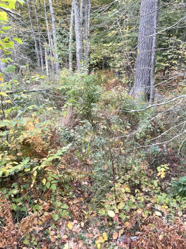 unmaintained trail in October 2024 at Abe Emerson Marsh near Candia in southern NH