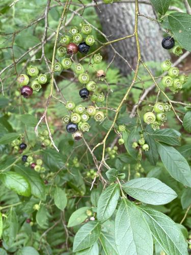 xxx in July at Acker Conservation Land near Westford in northeast MA