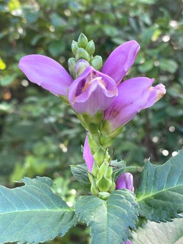 Red Turtlehead (Chelone obliqua) in September at Acton Arboretum in northeast MA